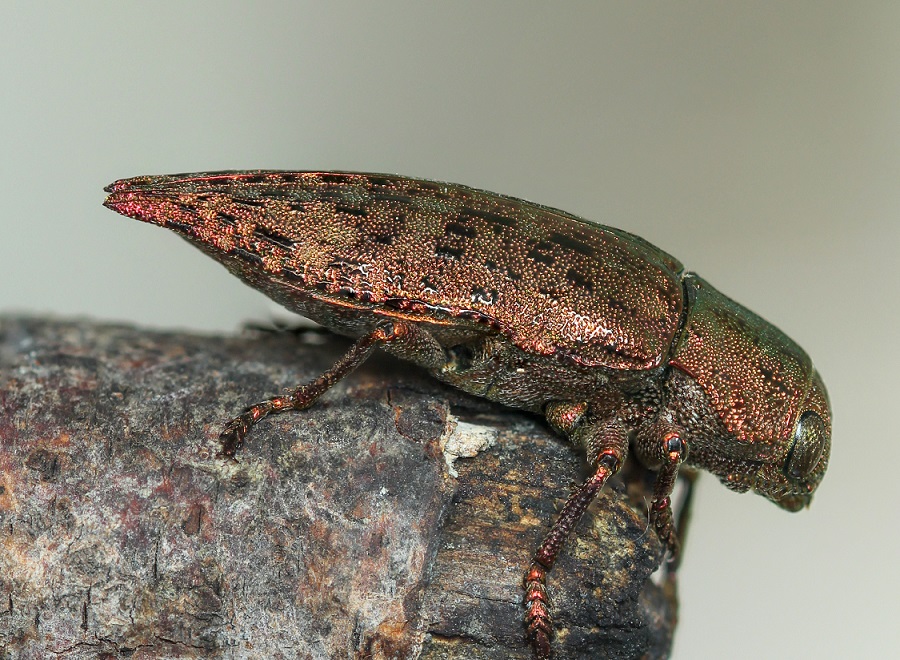 Buprestidae: Dicerca berolinensis